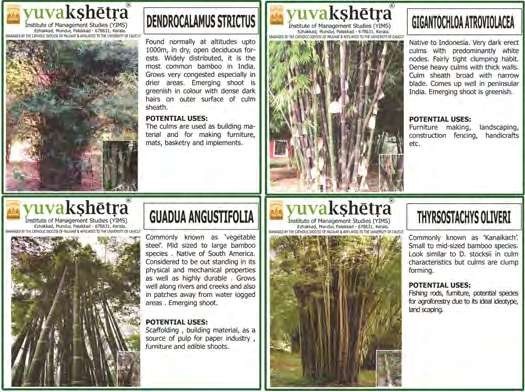 bamboo varieties