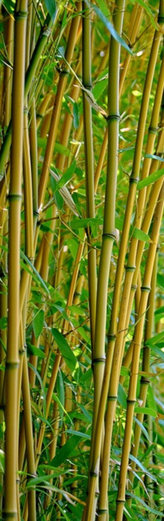 Bamboo - Portrait