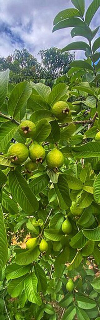 Guava Tree -