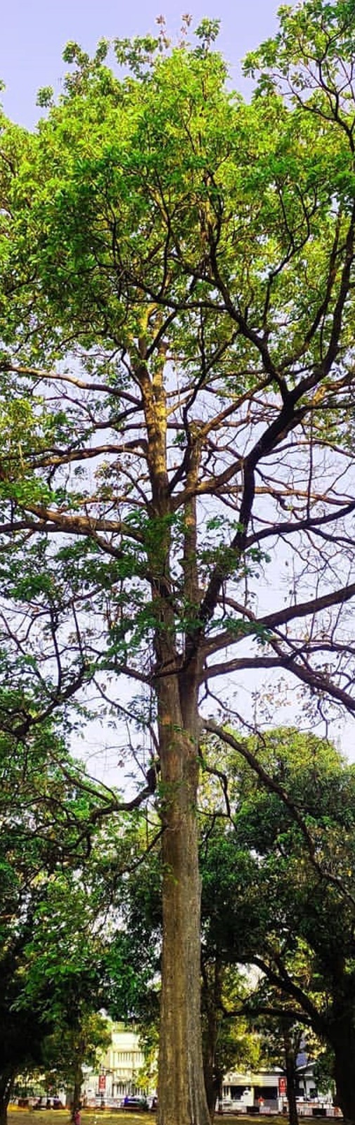 Tanni Tree Thanni Trees – Yuvakshetra Institute of Management Studies