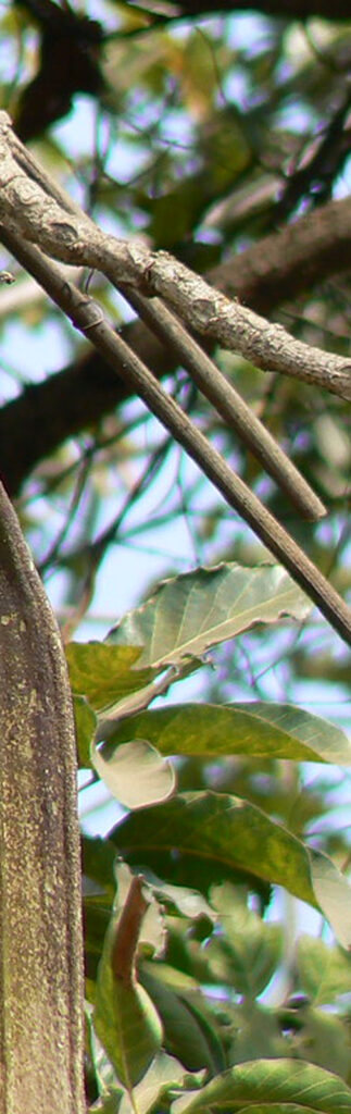 PALAKKA PAYYANI tree